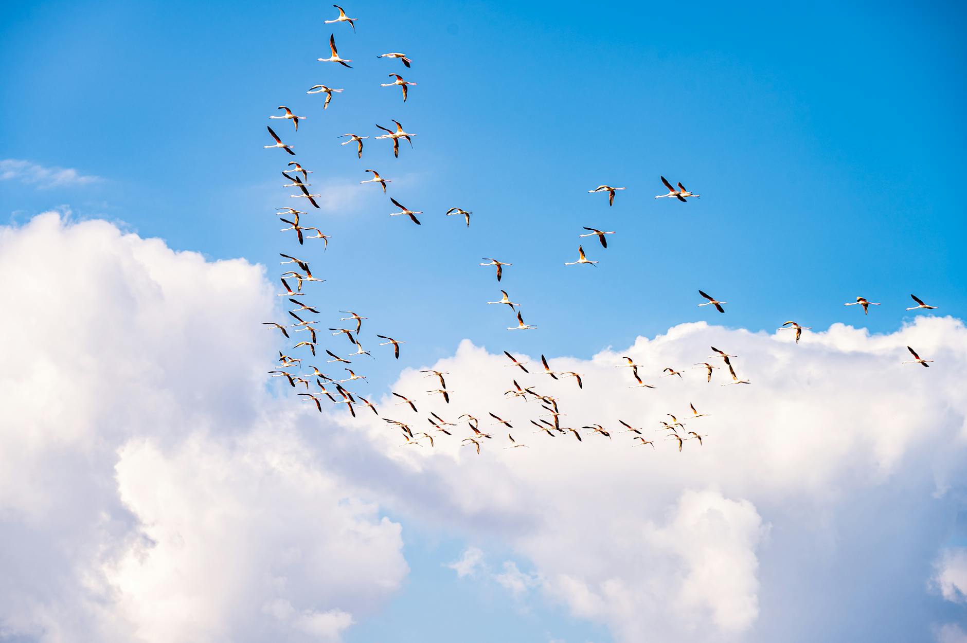 A vibrant flock of birds soaring through a bright blue sky with fluffy white clouds.